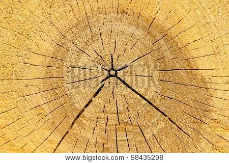Dry wood grain.
