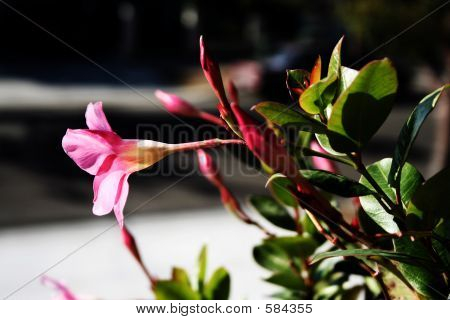 flor