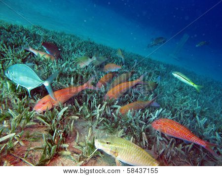 Goatfish feeding frenzy