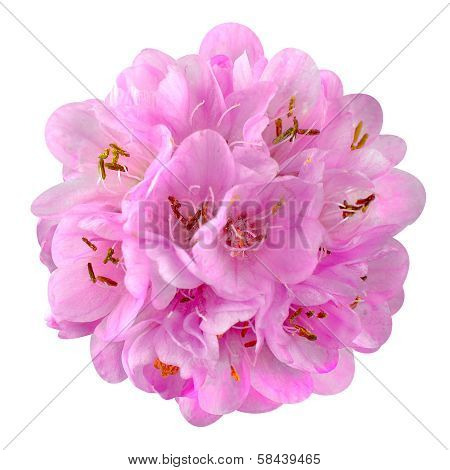 Small Pink Flower - Ball Dombeya Isolated On White