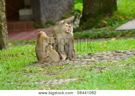 Pig-tailed Macaque