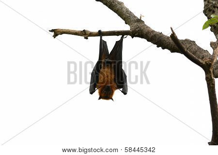 Lyie's Flyingfox