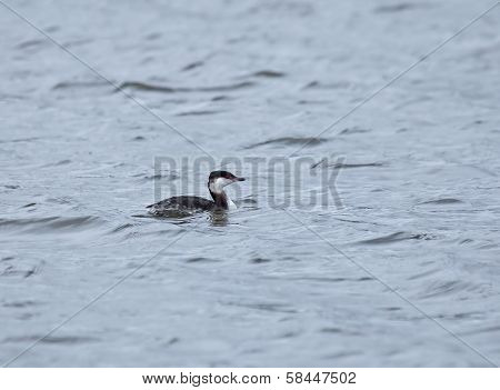 Slavonian Grebe