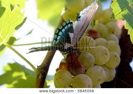 Butterfly viini