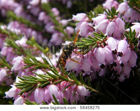 Nomad Bee On Heather