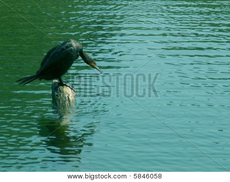 Çift Tepeli karabatak (Phalacrocorax auritus)