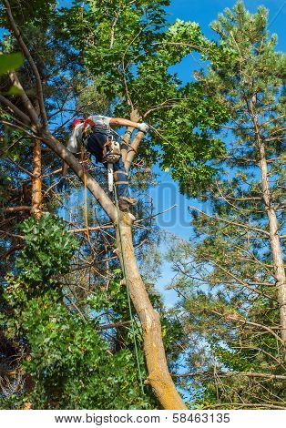 An Arborist Cutting Down A Tree Piece By Piece