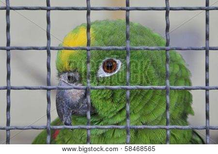 Parrot behind a lattice