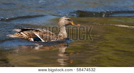 Female Wood Duck (aix Sponsa) Landing