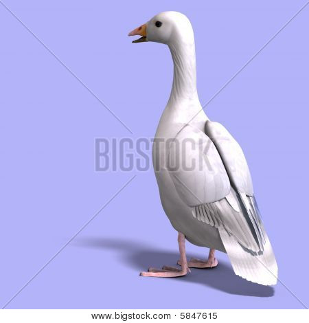 눈 거 위