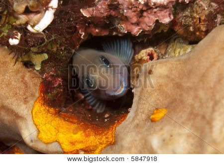 Bicolor blenny