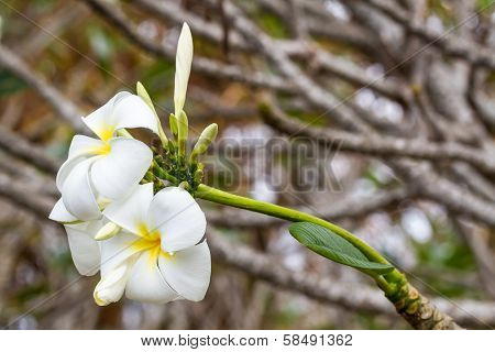 Plumeria Or Frangipani.