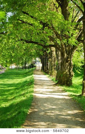 Summer Tree Alley