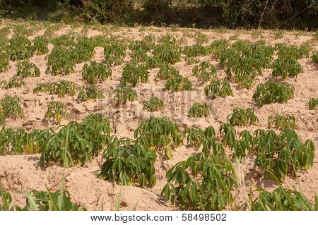 Cassava Growers .