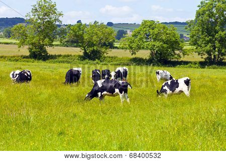 Cows grazing in the countryside