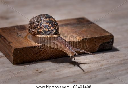 Snail