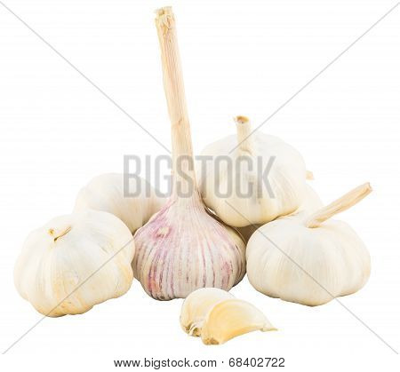 Garlic Isolate