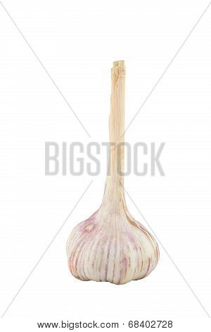 Garlic Isolate