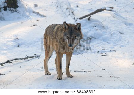 She Wolf On The Snow