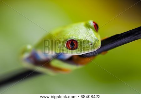 Green tree frog
