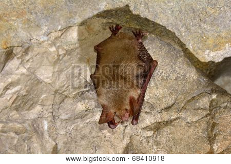 Greater Mouse-eared Bat ( Myotis Myotis)