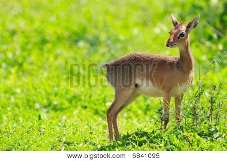 Dik-Dik