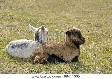 Two Cute Goatlings Outdoors