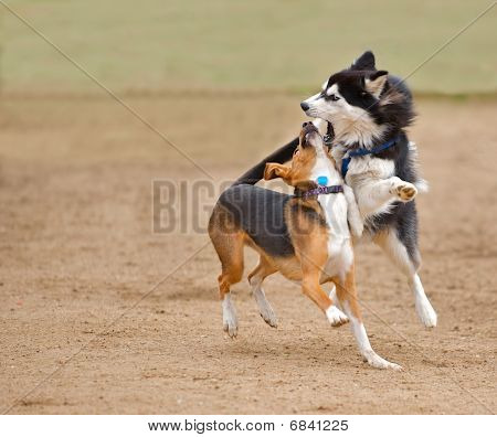 Two dogs running and playing.