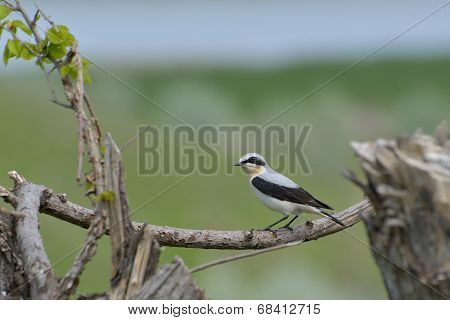Northern Wheatear, Oenanthe Oenanthe, Single Male
