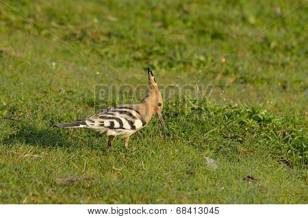 Hoopoe Bird In Natural Habitat (upupa Epops)