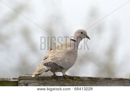 Eurasian Collared-dove (streptopelia Decaocto)
