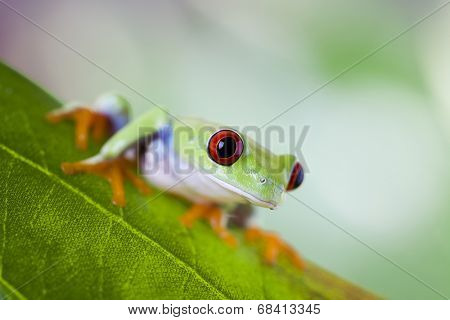 Frog in the jungle
