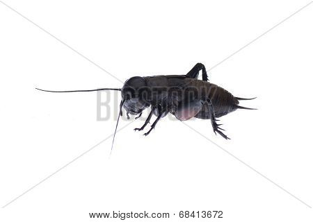 Cicada Macro Isolated On White Background