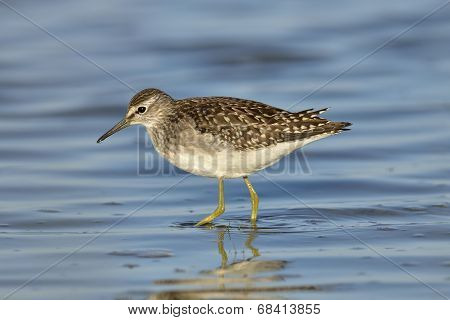 Green Sandpiper In Natural Habitat ( Tringa Ochropus)