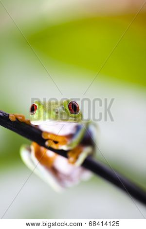 Frog in the jungle