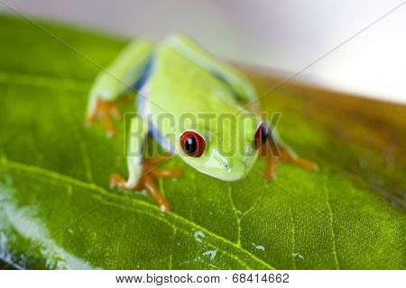 Red eye tree frog