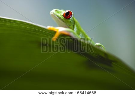 Tree frog 