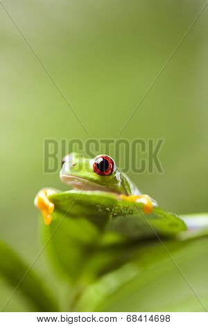 Red eye tree frog