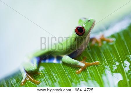 Tree frog 