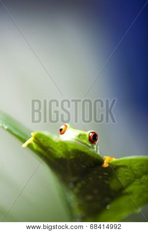 Red eyed frog 
