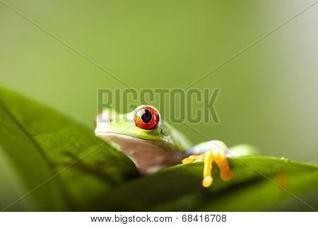 Frog on the leaf 