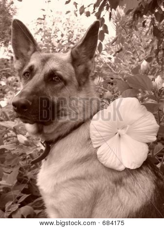 German Shepherd