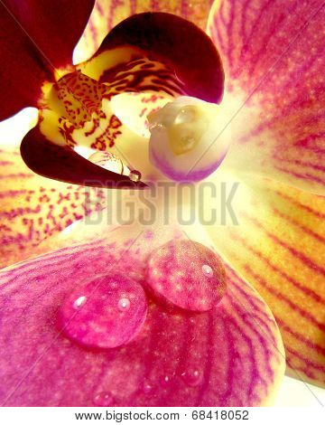 orchid macro
