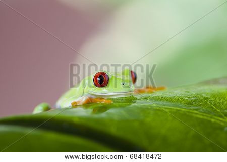 Red eye tree frog
