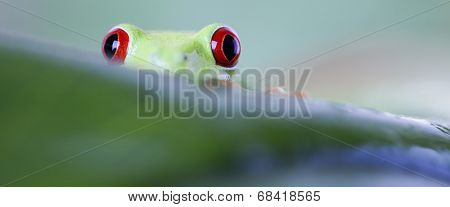 Red eye tree frog