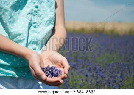 Girl holding lavender
