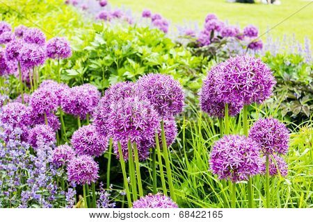 Purple Alium Onion Flower