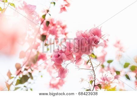 Paper Flowers Or Bougainvillea