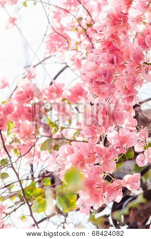 Paper Flowers Or Bougainvillea