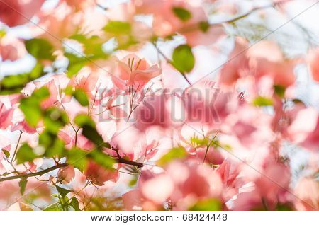 Paper Flowers Or Bougainvillea